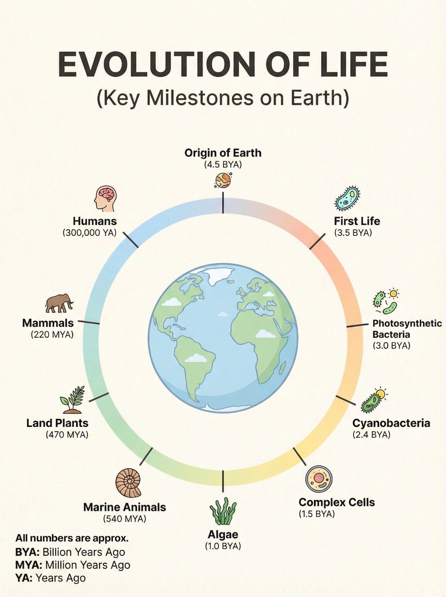 The timeline of life on Earth 🌍