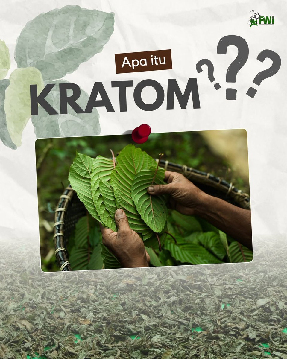 Forest Watch Indonesia tweet media