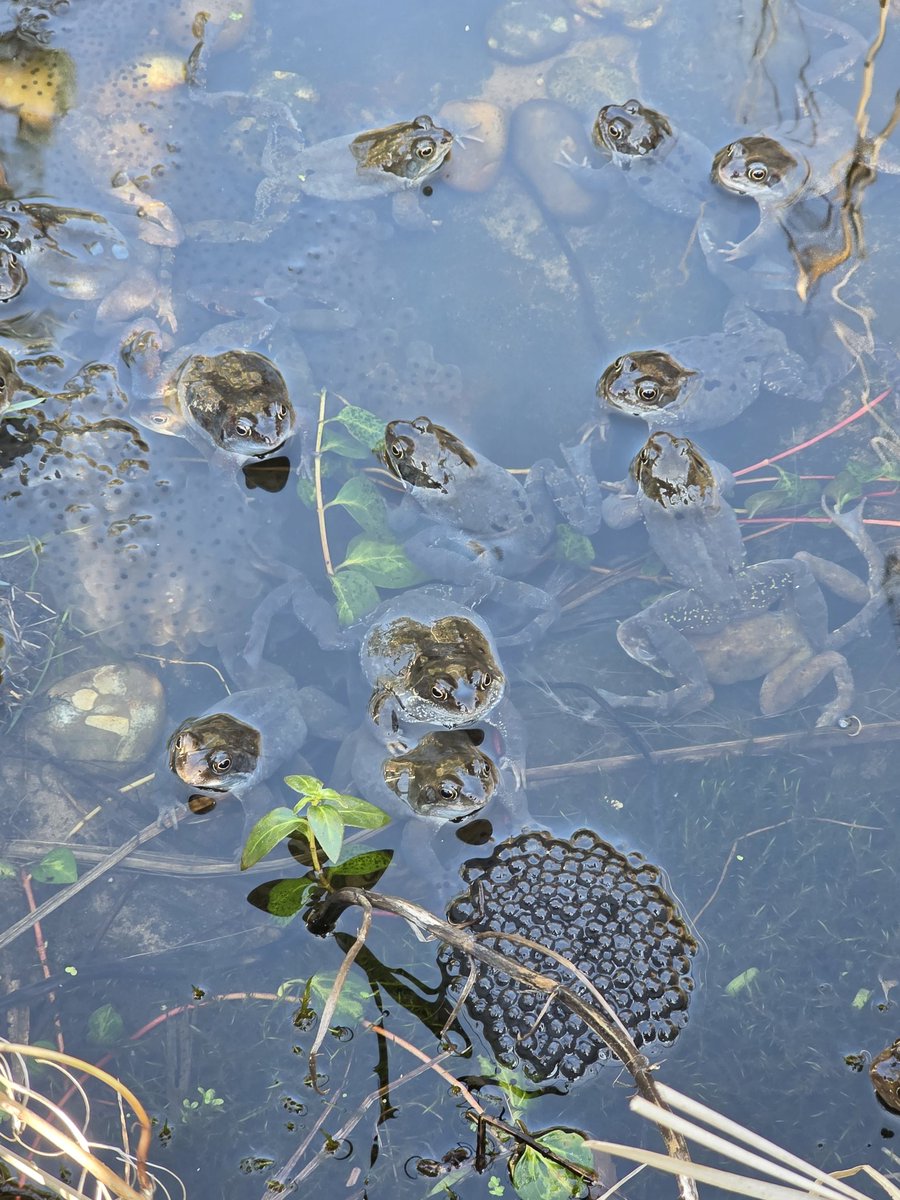 Allan Conlin tweet media