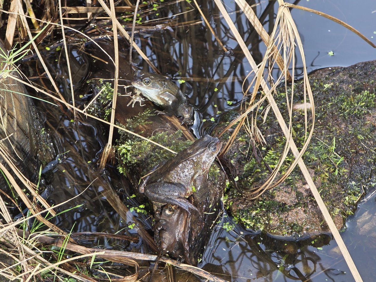 Allan Conlin tweet media