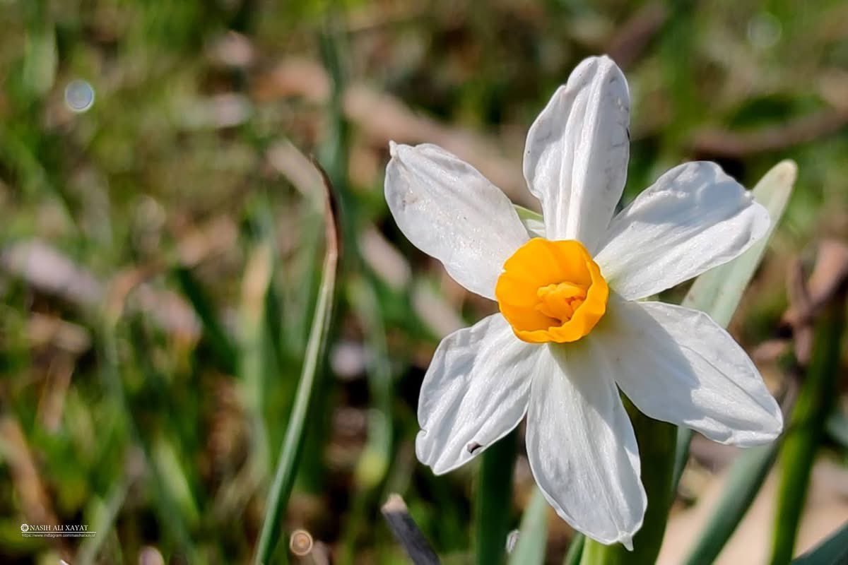 مرۆڤ بەهیچ ناڕوخێت
نەسختی ژیان نەتاڵی ڕۆژگار
بەڵام بڕێک جاربە ووشەیەک دۆستێک
نەک دڵ سەرپا گیانی وورد ئەبێت...!!!