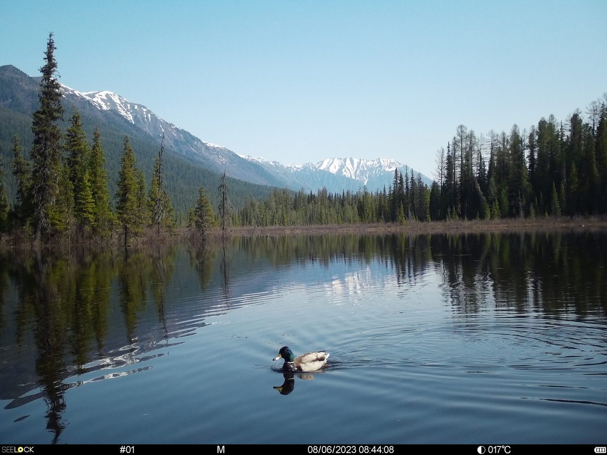 trailcam tweet media