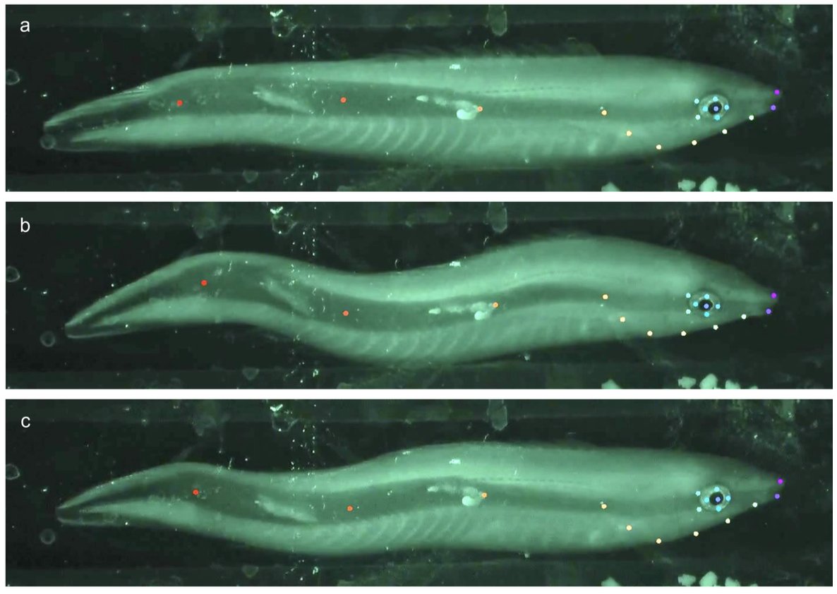 Laboratory of Animal Sociology, OMU, JPN tweet media