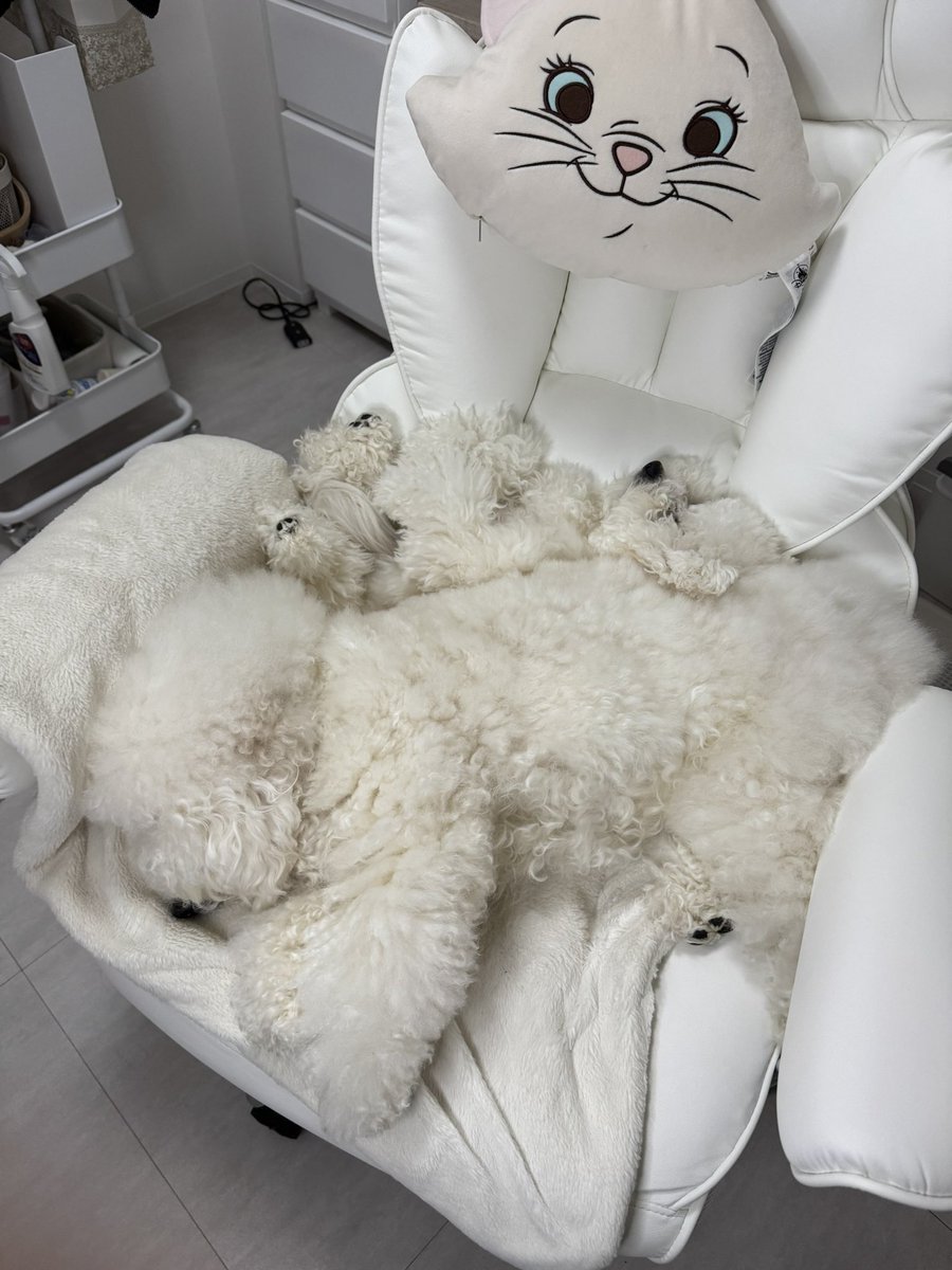 ビションフリーゼのぽむとぷりん☁️🍮 tweet media