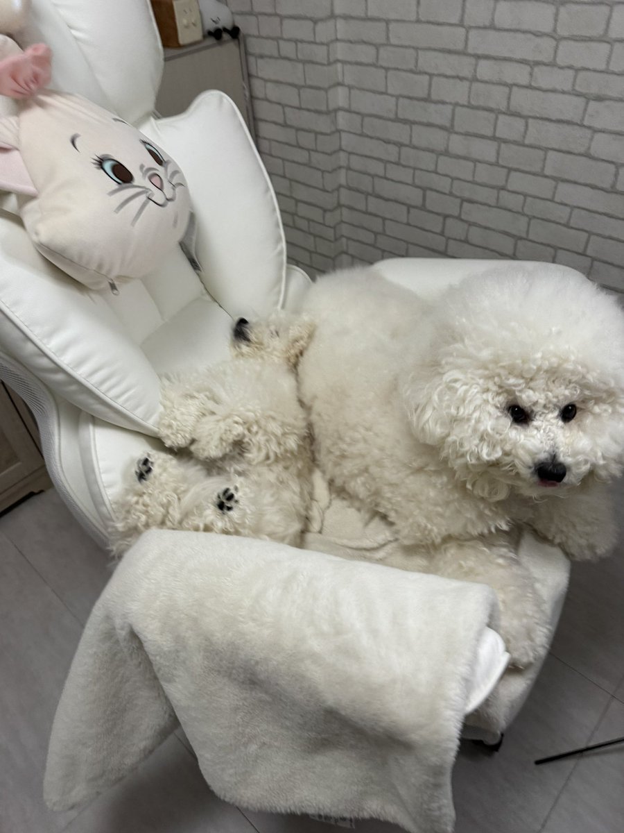 ビションフリーゼのぽむとぷりん☁️🍮 tweet media