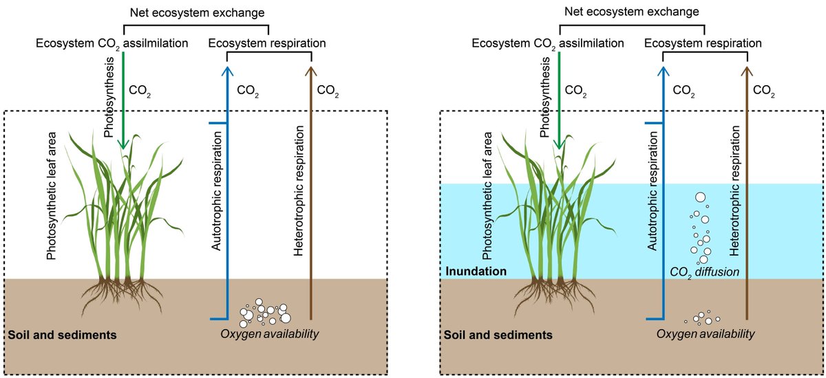 Global Change Biology tweet media