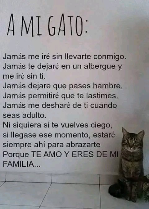 Tiofelino's tweet photo. Eres de mi familia ❤️🐱🐾 https://t.co/jdV7wSlyPa