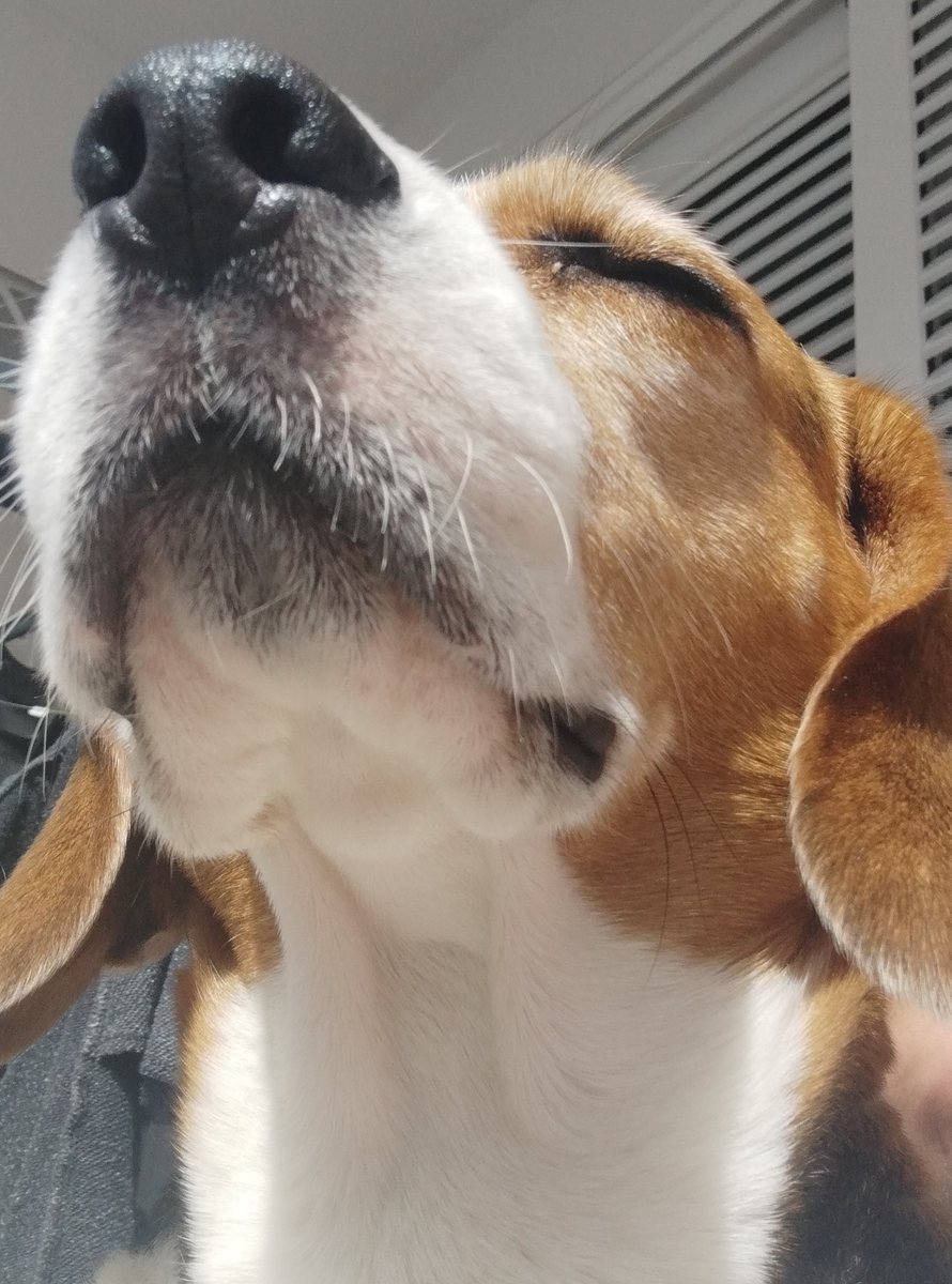 nyarrrw's tweet photo. A Kira le gusta el sol https://t.co/7QQS6v2PUz