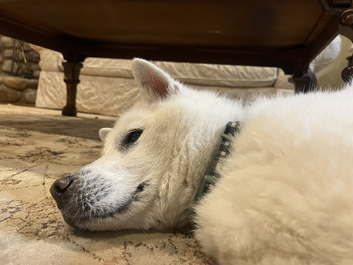 Coconut Conquistador tweet media