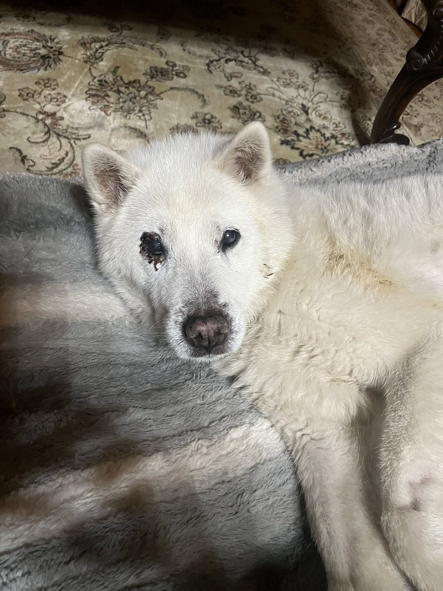 Coconut Conquistador tweet media