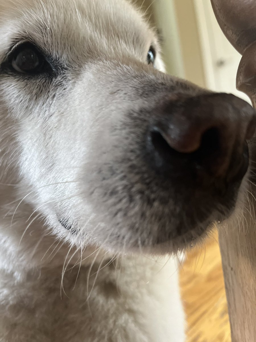 Coconut Conquistador tweet media