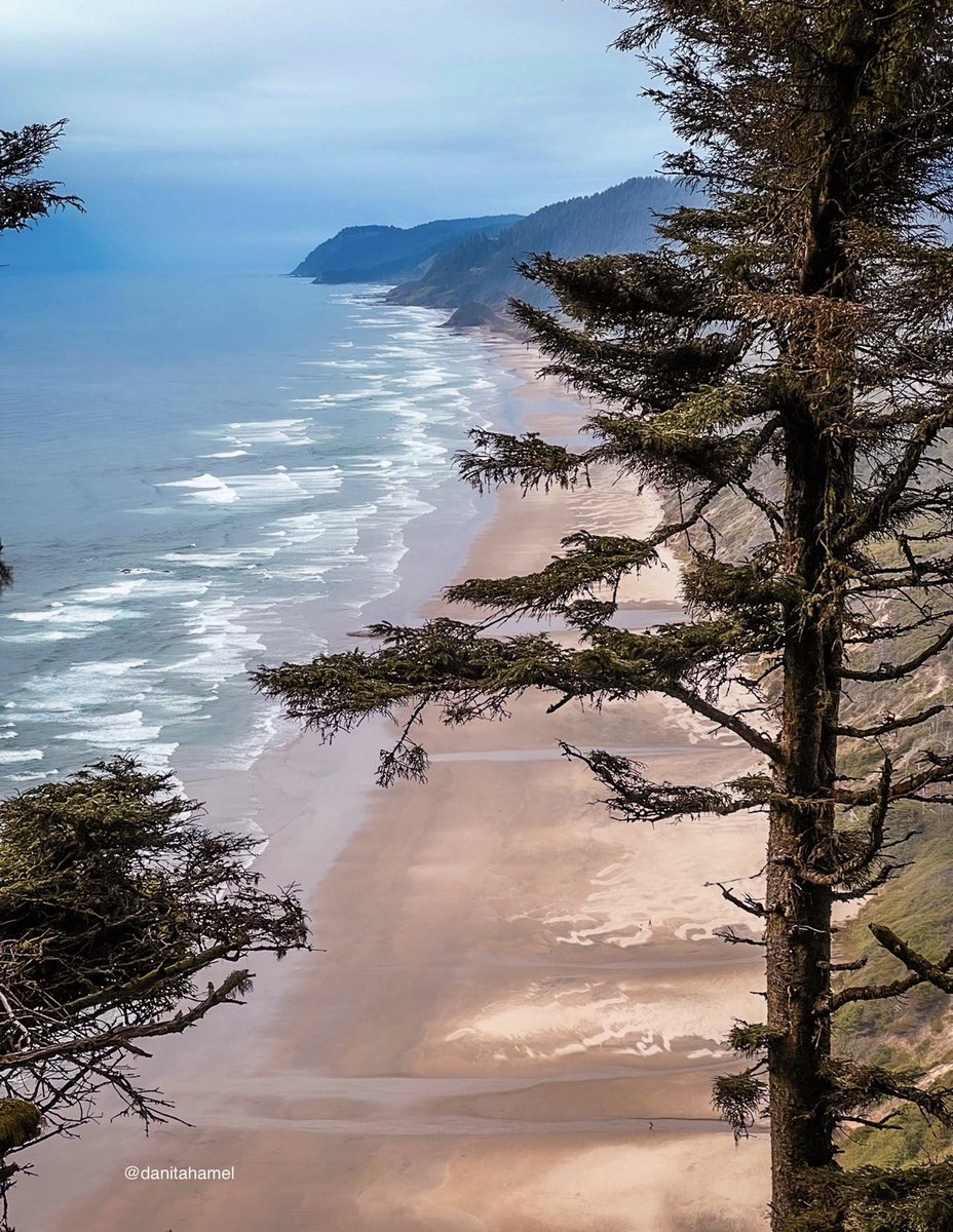 Danita Hamel tweet media