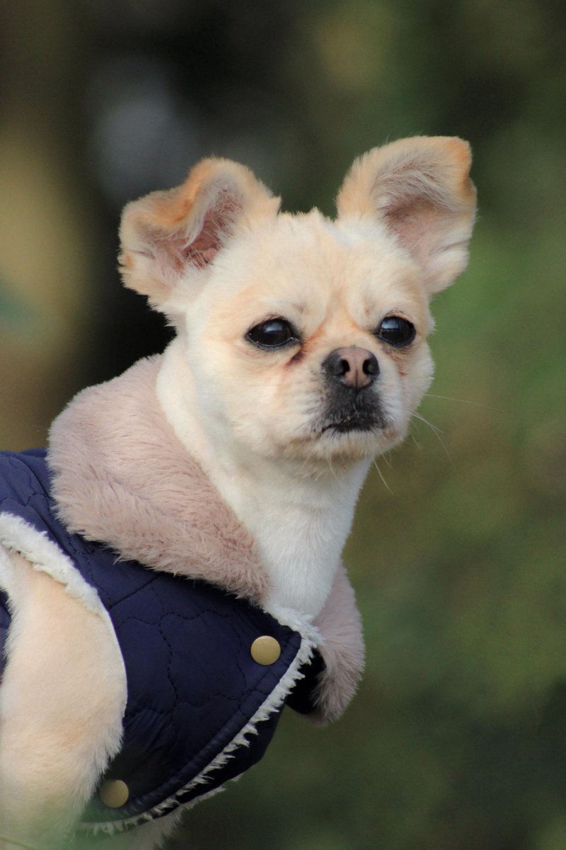 Twitchkevrcl62 tweet media