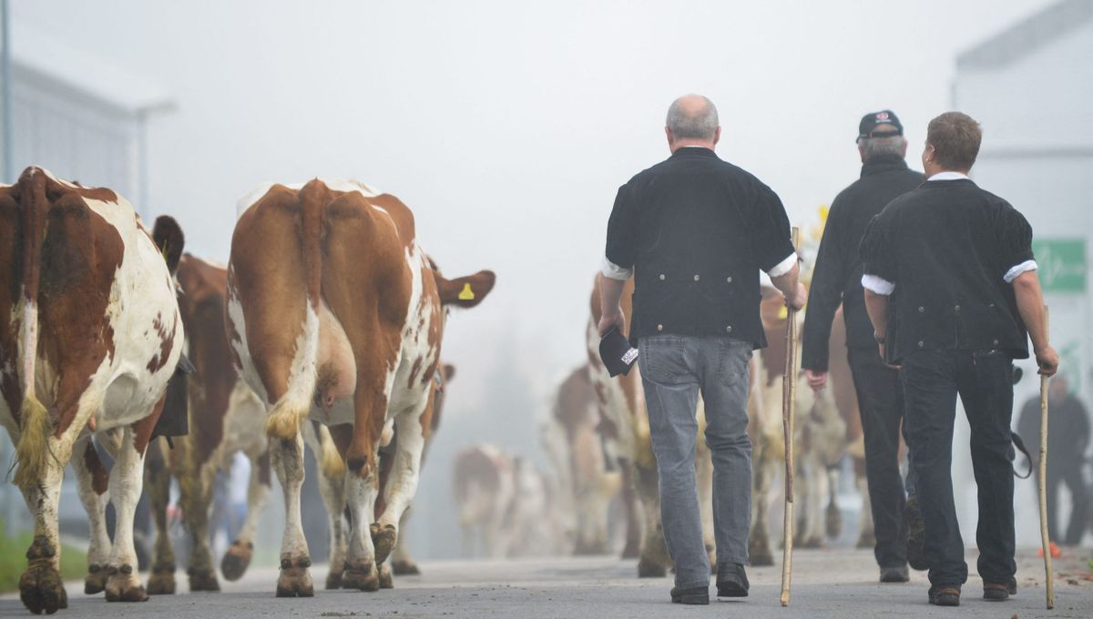 Vetitude's tweet image. 🐂🇨🇭🇫🇷 #DNC : les vaches suisses interdites d'estivage en France cette année pour les préserver de la dermatose nodulaire contagieuse

ow.ly/xRqT50YpCIA