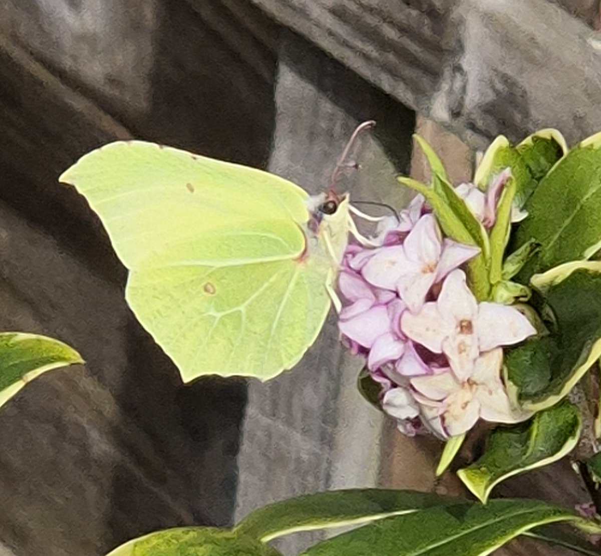 Wendy Tobitt 💙 tweet media