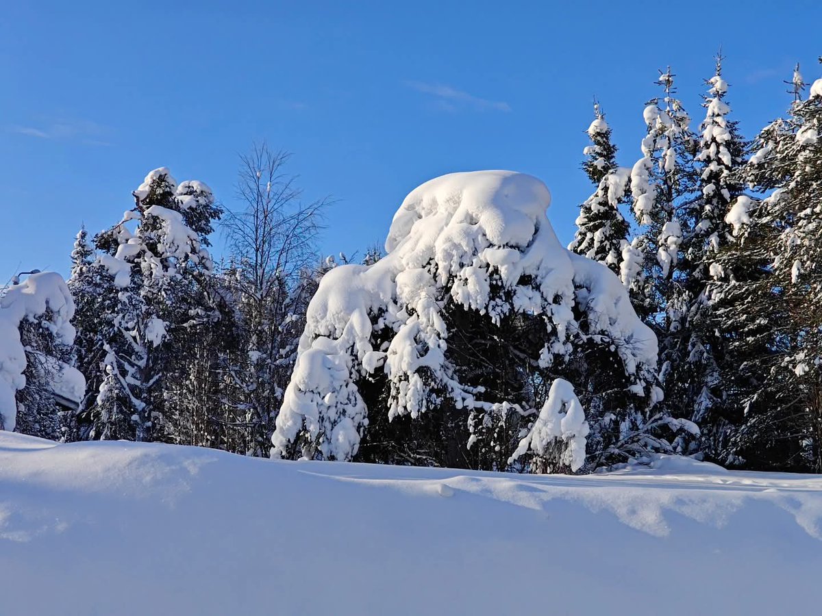 Merja Niemelä tweet media