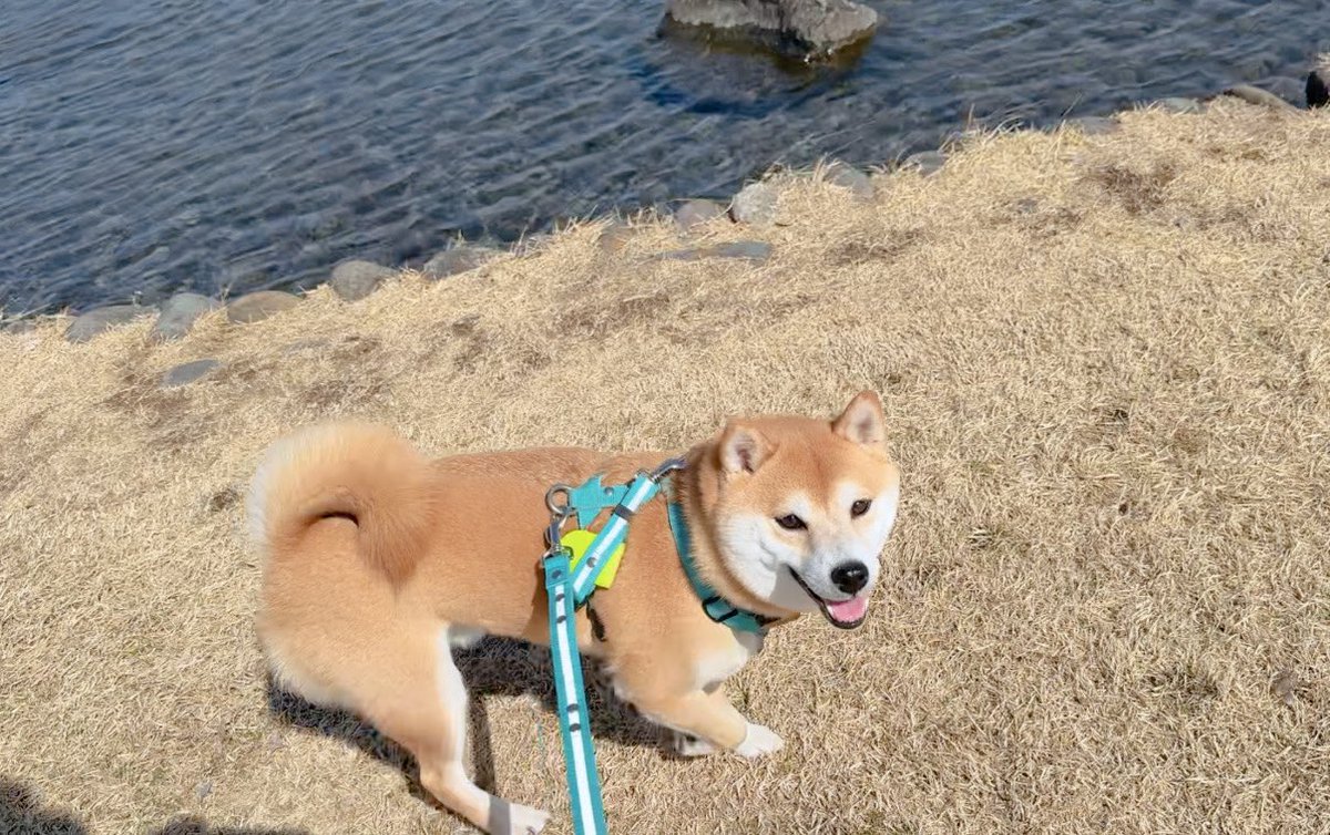 おかかときんぴら (@okaka_0516) / Posts / X