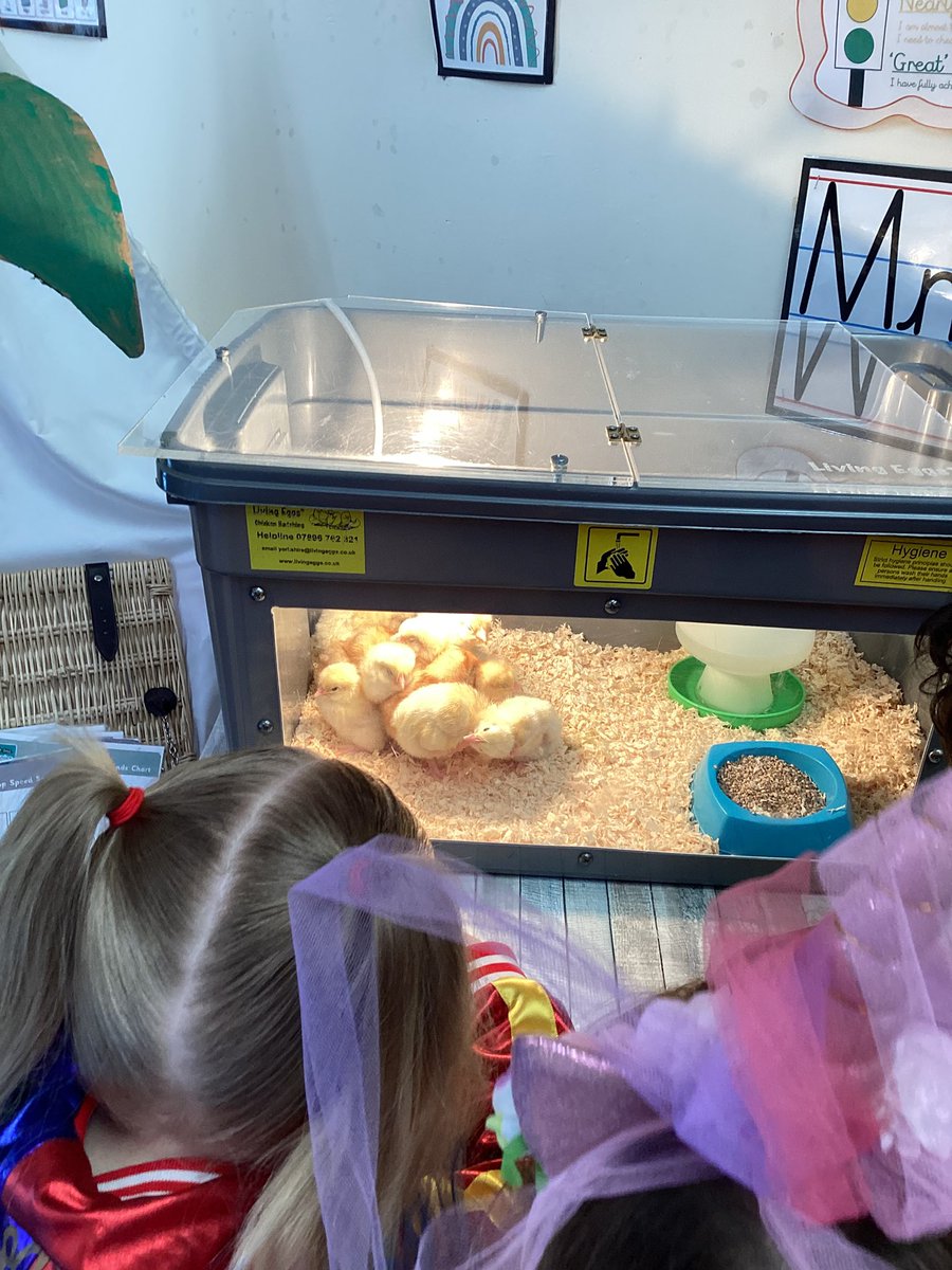 BibbyMrs's tweet photo. All of the eggs have hatched! We counted and there are 10 chicks! 🐣 @StJamesCEsth https://t.co/DPK1gOh9jX