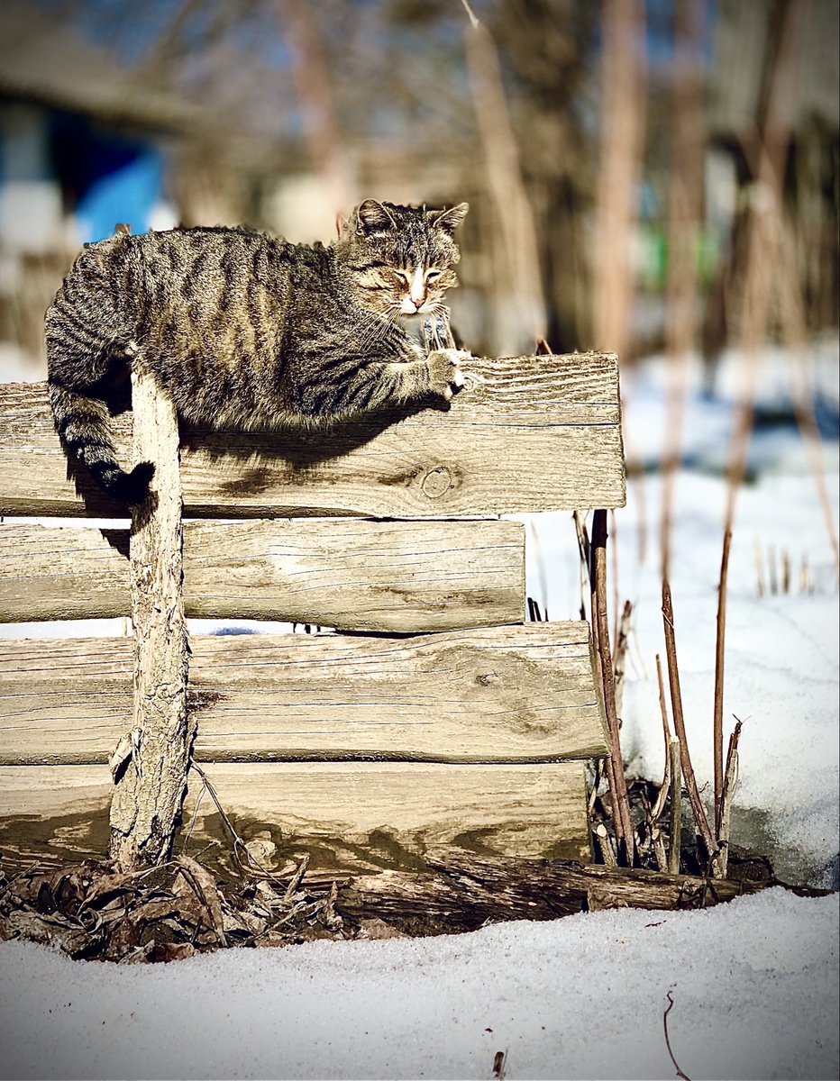 Я на сонечку лежу
З весною, котики ( ваш Алік)