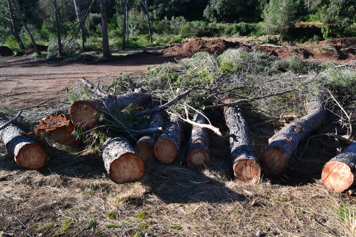 El Pla de Ponent ja té la seva Zona 0, i això només és el principi. Si passeges pel Calamot, la Sentiu o la riera dels Canyars, veuràs senyals que et porten fins a una zona avui desoladora.

📷 Mira-ho amb els teus propis ulls:
maps.app.goo.gl/cBr8FTKoLzneBZ…