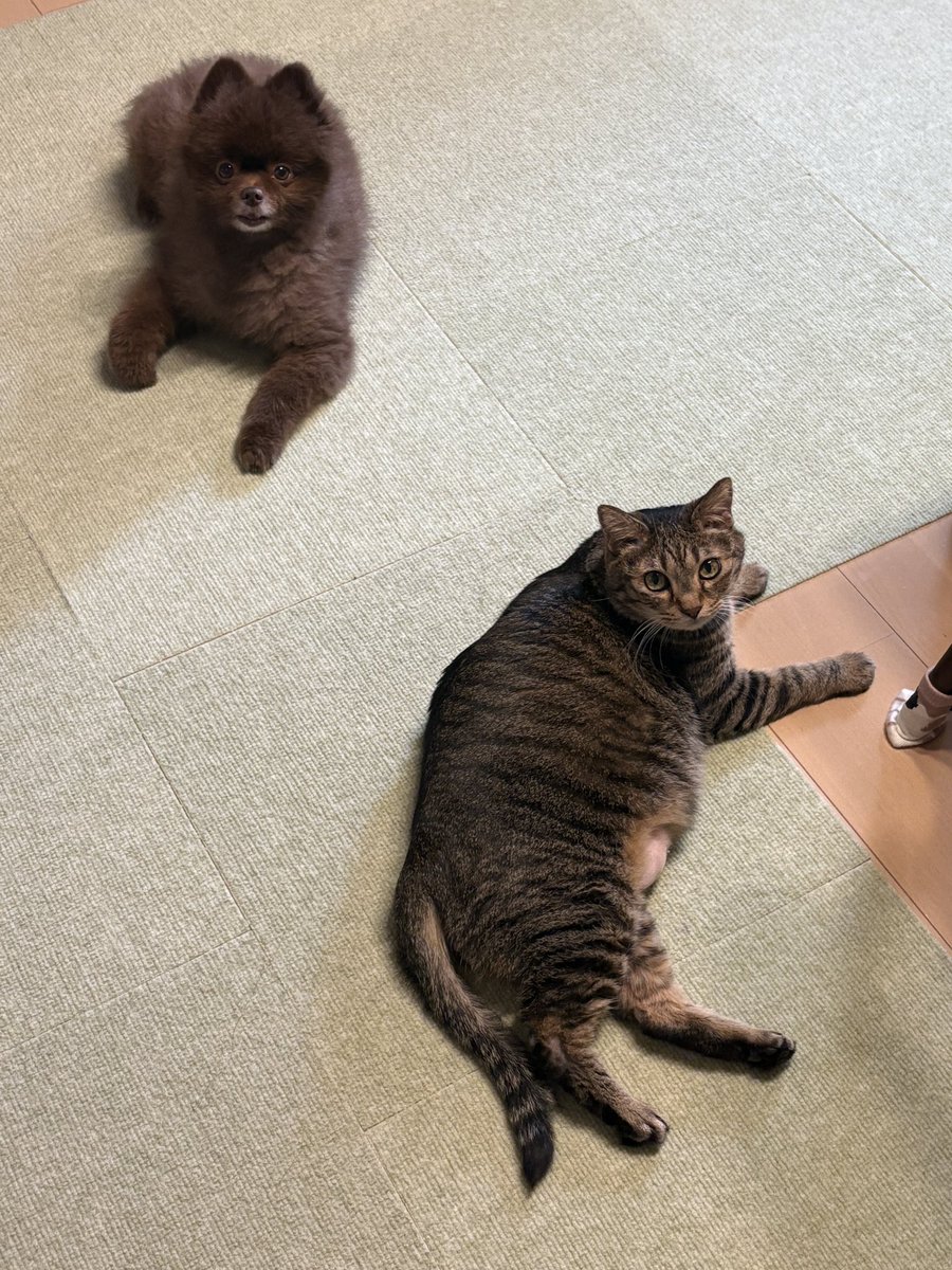 arika_ruca's tweet photo. ご報告になりますが  3月3日 13時過ぎに愛犬かぐらが虹の橋を渡りました。
前々日まで車で出かけ元気でした。
突然すぎてまだ何も受け止められず何も出来ません。
可愛いとかぐらを見守って下さったフォロワー様他、皆様有難うございました。

#ポメラニアン #犬のいる生活 https://t.co/NYW0tAJqRY