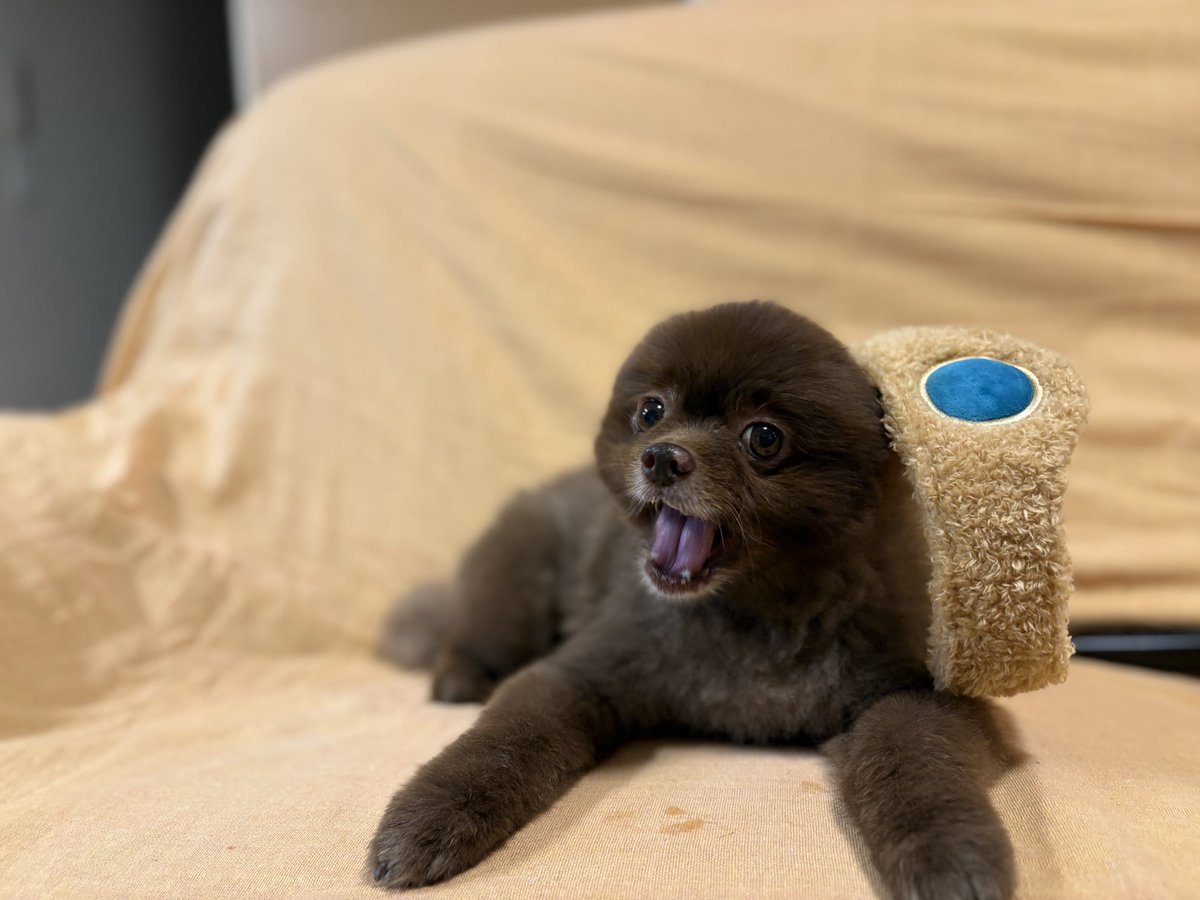 arika_ruca's tweet photo. ご報告になりますが  3月3日 13時過ぎに愛犬かぐらが虹の橋を渡りました。
前々日まで車で出かけ元気でした。
突然すぎてまだ何も受け止められず何も出来ません。
可愛いとかぐらを見守って下さったフォロワー様他、皆様有難うございました。

#ポメラニアン #犬のいる生活 https://t.co/NYW0tAJqRY
