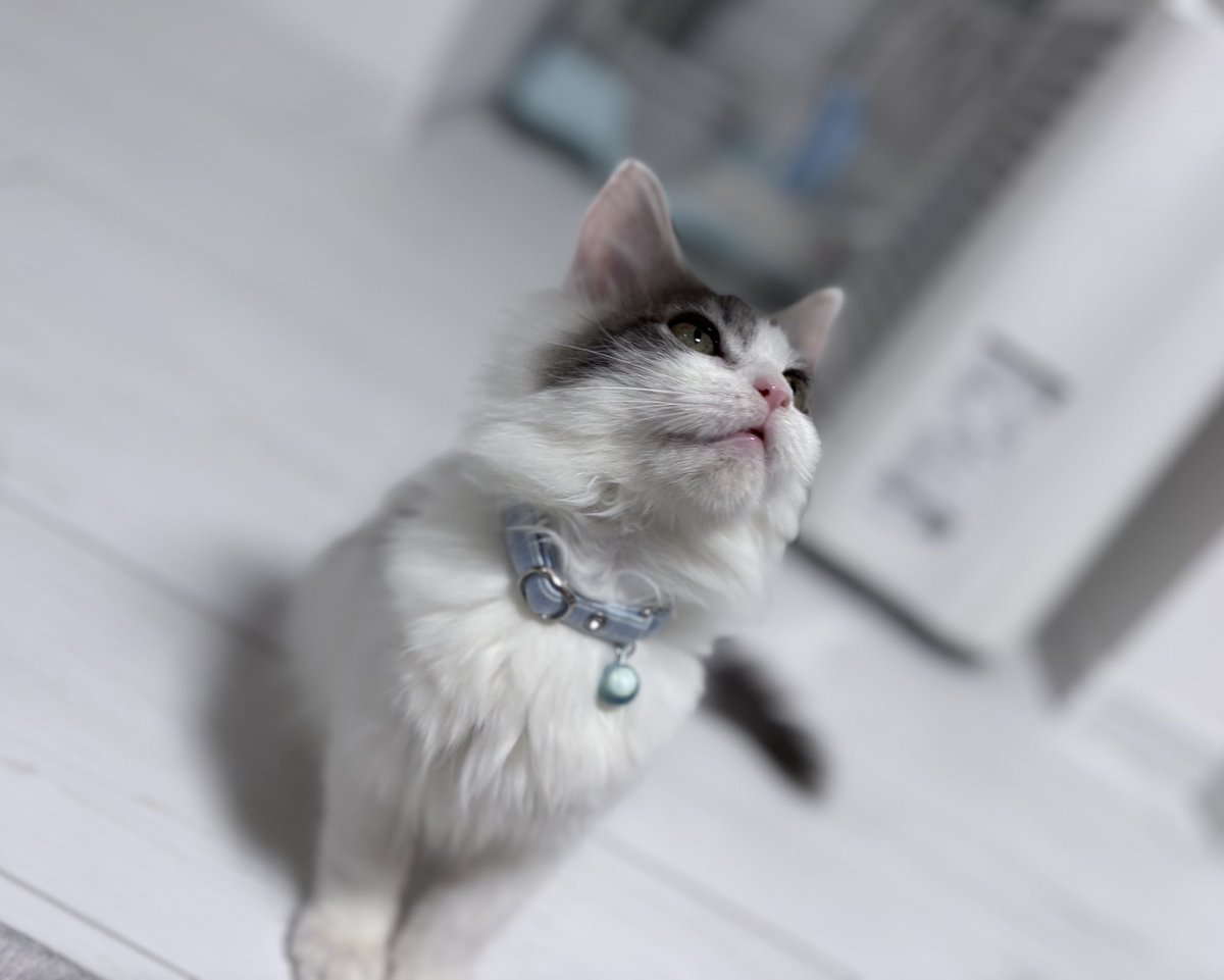 taroucha_'s tweet photo. ご報告が遅くなりましたが、
家族増えました🐱✨️

名前はみるくです！！

今後とも
🐸おもち
🐸おくら
🐱みるく

をよろしくお願いします‼️ https://t.co/SaWK8m01kk