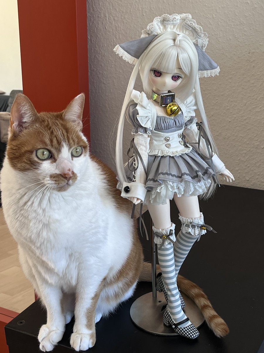 #ねことドール 喜欢的抢镜的猫猫