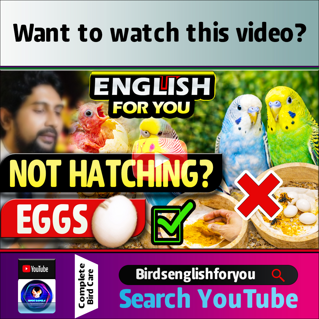 birdsbanglabd's tweet photo. Budgie Nest Setup Correct Way | Why Budgie Eggs Are Not Hatching?
Want to watch this video?
Search YouTube Birdsenglishforyou
In this video you will learn:
✔ Correct budgie nest setup method
✔ Reasons why budgie eggs don’t hatch
✔ How to clean and disinfect nesting box https://t.co/OYPSA4AJ7A