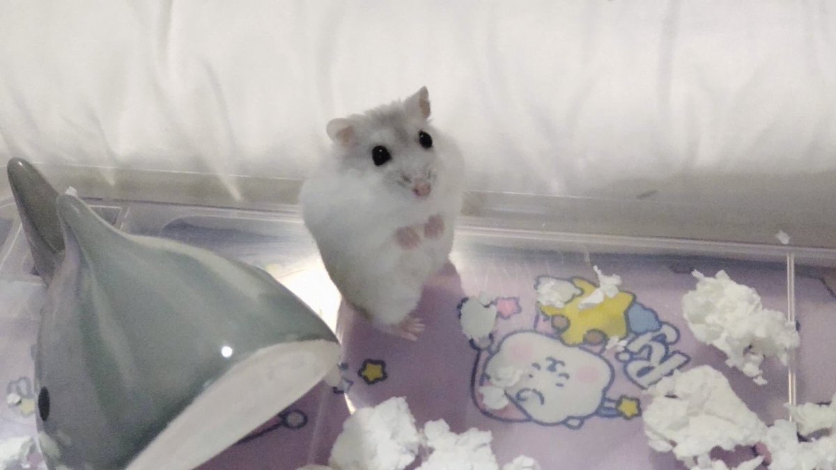 かわいいおまめさん🐹🌈