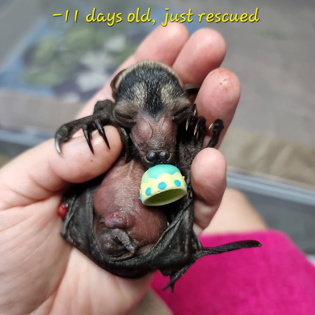 ꒰ა ☆ ໒꒱ tweet media