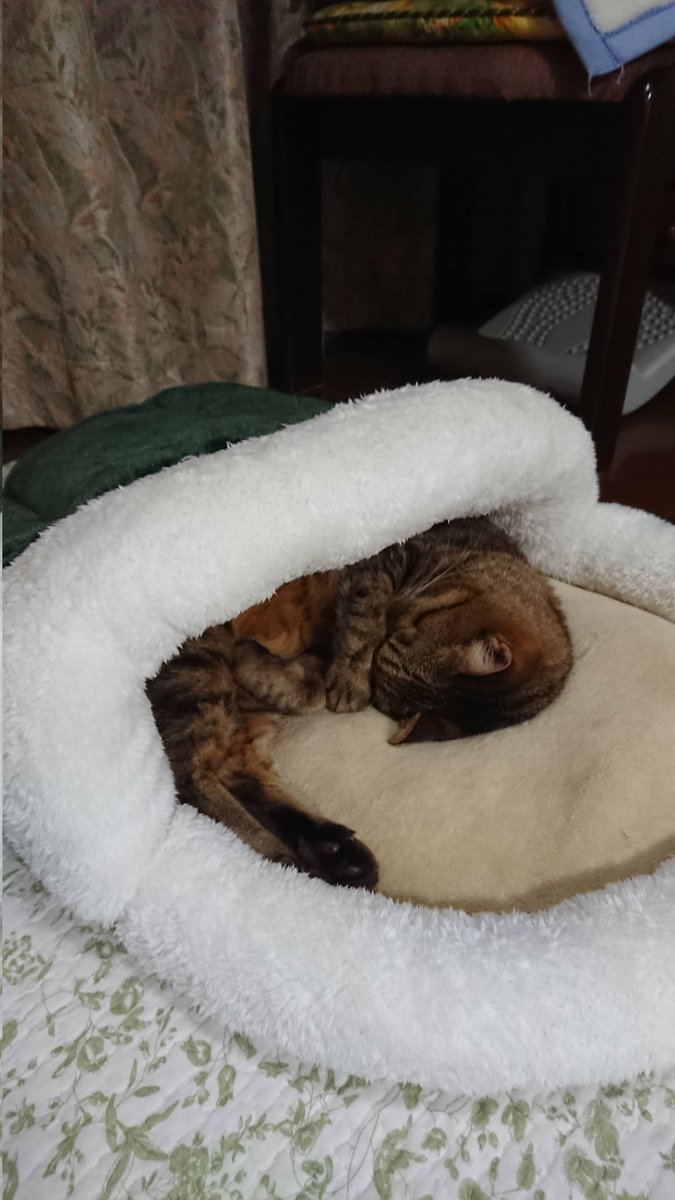 SLClf0G6FS30373's tweet photo. 2020🐱
ひとりで寝れるよ https://t.co/BXd1gpWMCP