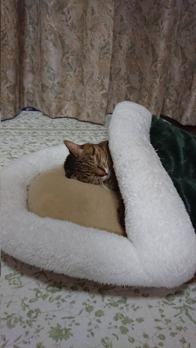 SLClf0G6FS30373's tweet photo. 2020🐱
ひとりで寝れるよ https://t.co/BXd1gpWMCP