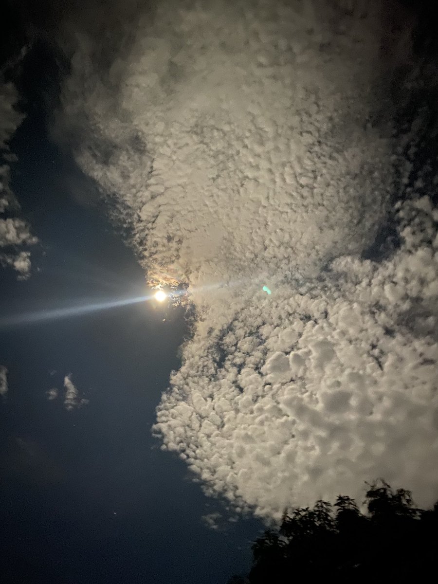 CARYMayor 🐋 🐋 tweet media