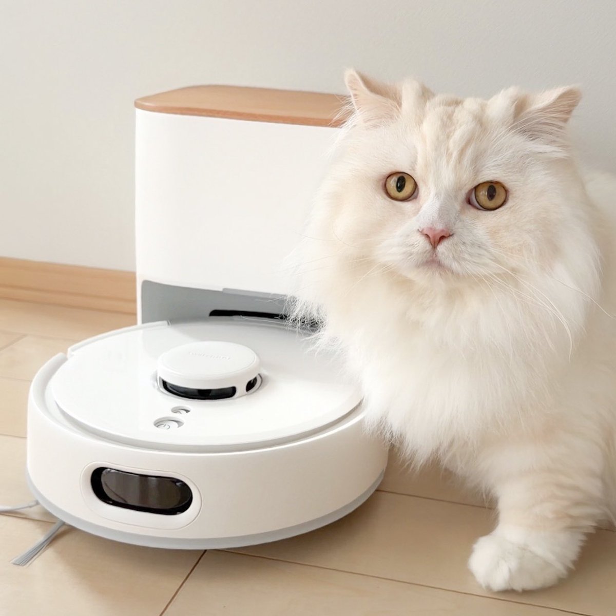 もふもふ金さん🎀 tweet media