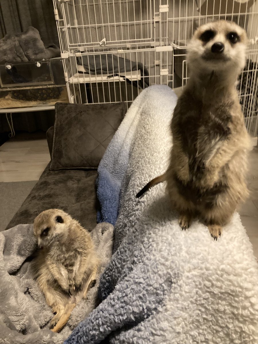 エキゾチックアニマル