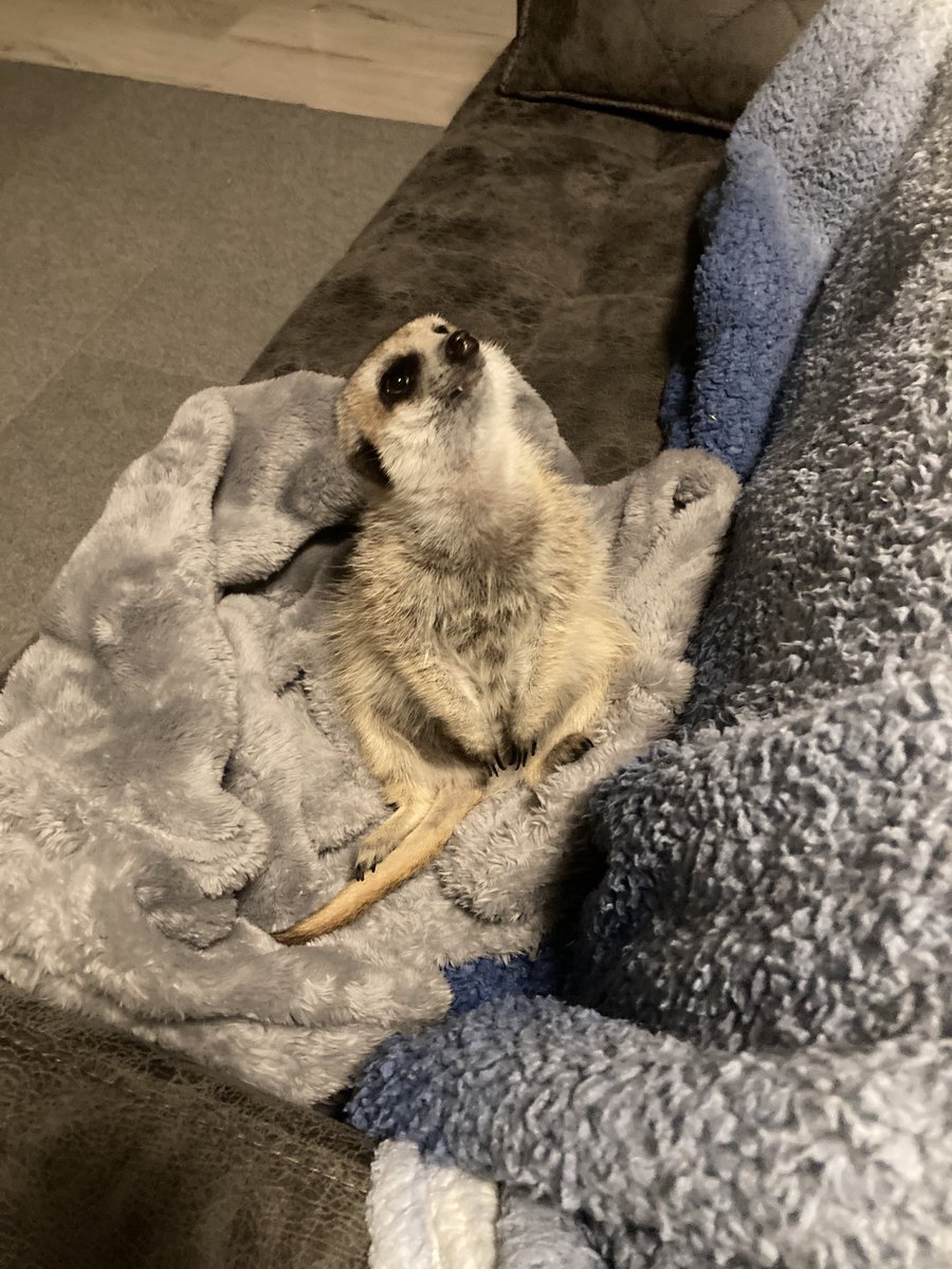 エキゾチックアニマル