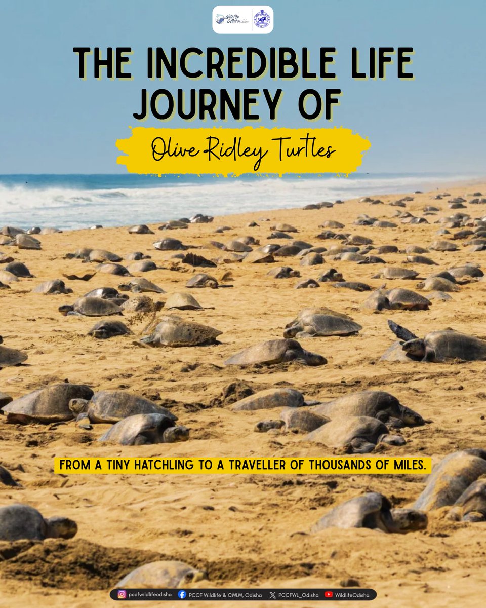 PCCFWL_Odisha's tweet image. The life journey of the Olive Ridley sea turtle is one of nature’s most extraordinary stories of survival, migration, and instinct.
#oliveridley #seaturtle #marinelife #marineconservation  

instagram.com/p/DVf_-6MjSpQ/…