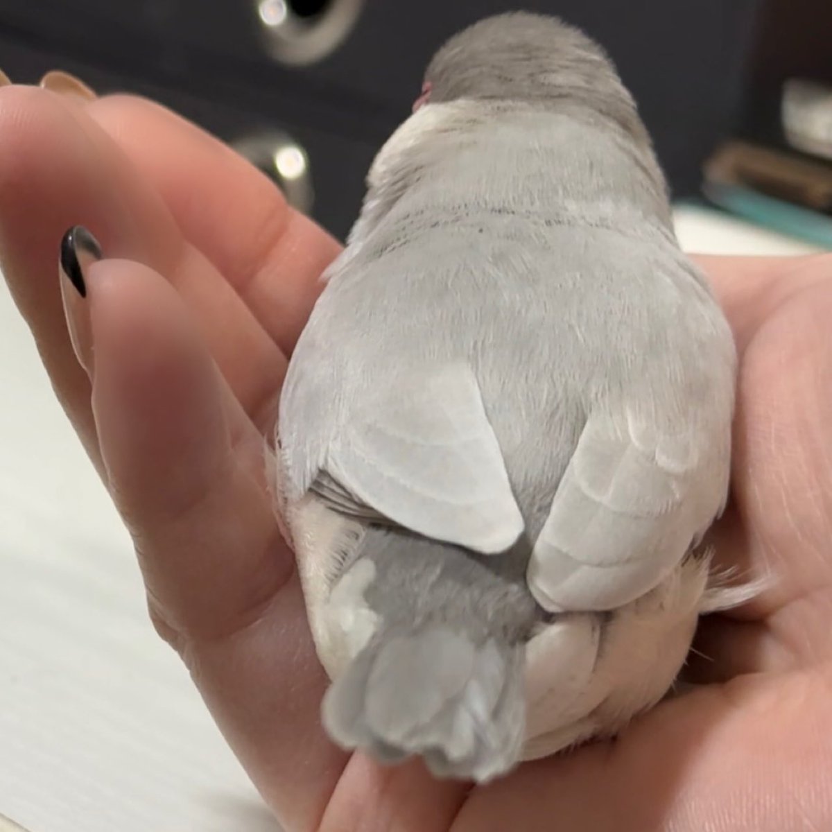putiputi1206's tweet photo. 飼い主が鼻を埋める3秒前 https://t.co/WcB21TXEUd