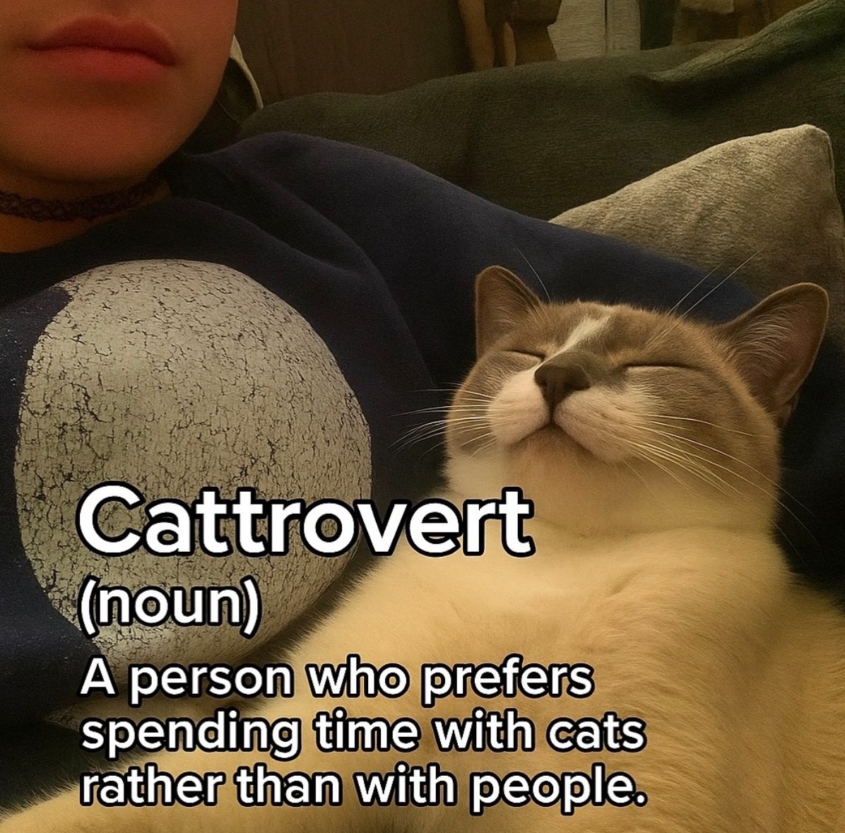 lined cats (@linedcats) on Twitter photo 