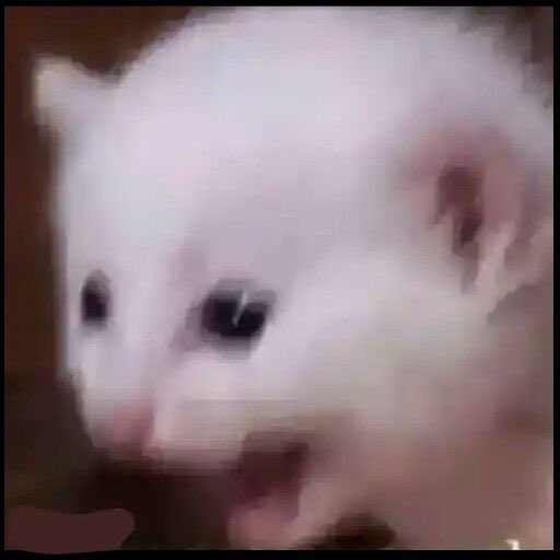 No estoy acostumbrado a tanto apoyo a juanicar en Twitter