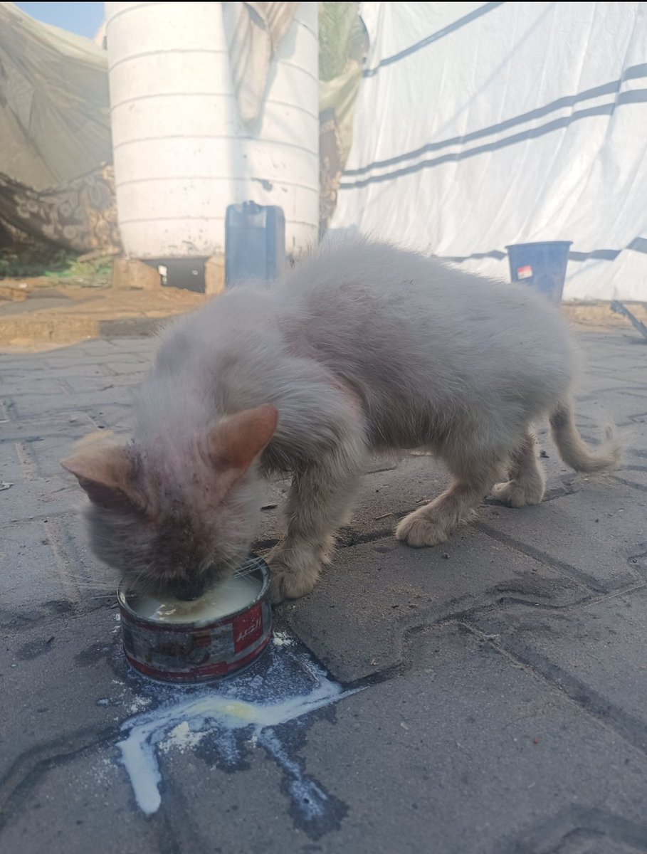 yousefQasem1998's tweet photo. "Today I faced 
a heartbreaking situation… A small, thin, and very sick kitten entered my tent, looking for food. I had my last bottle of milk for my child, yet I didn't hesitate for a moment and gave it to her.
 💔🐾

Now I need your help to buy milk for her and my child, so that neither of them suffers from hunger. Every donation, no matter how small, saves a life and plants compassion in our hearts. 🙏🍼
Help us give life to those who need it…"

https://t.co/GuSvCSJnCM