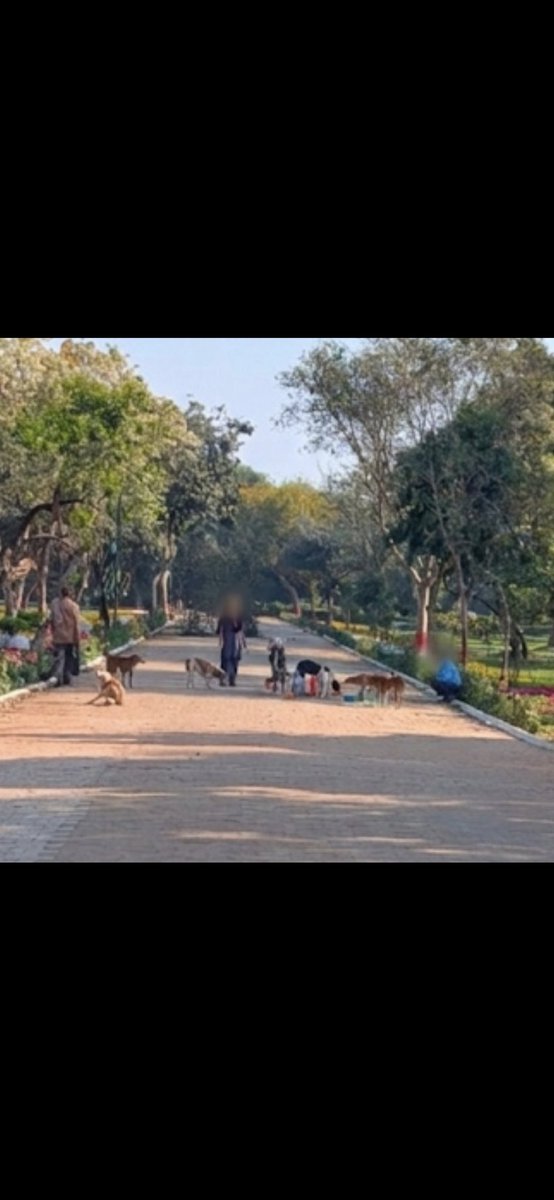 XStrayDogMumbai's tweet image. #Delhi- Ashoka Park, Ashok Vihar. #straydogs being fed from 8 - 9.30 am everyday in gross contravention of Hon. #SupremeCourt orders to pick up dogs from parks &amp;amp; to feed dogs only in designated spots. When the capital cannot enforce rules, what hope do the rest of us have?
