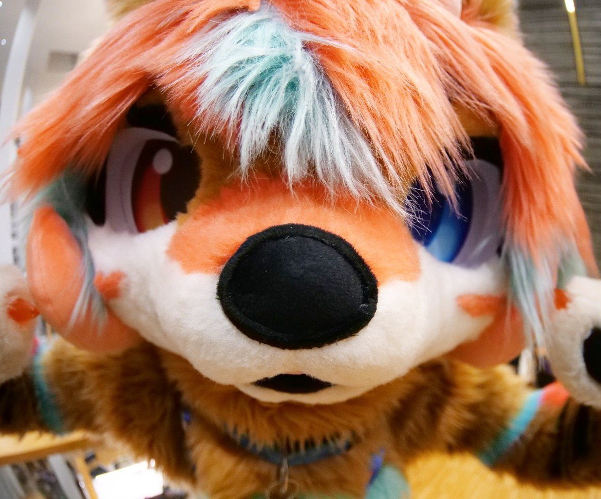 Tokiinu時犬🔜EF tweet media