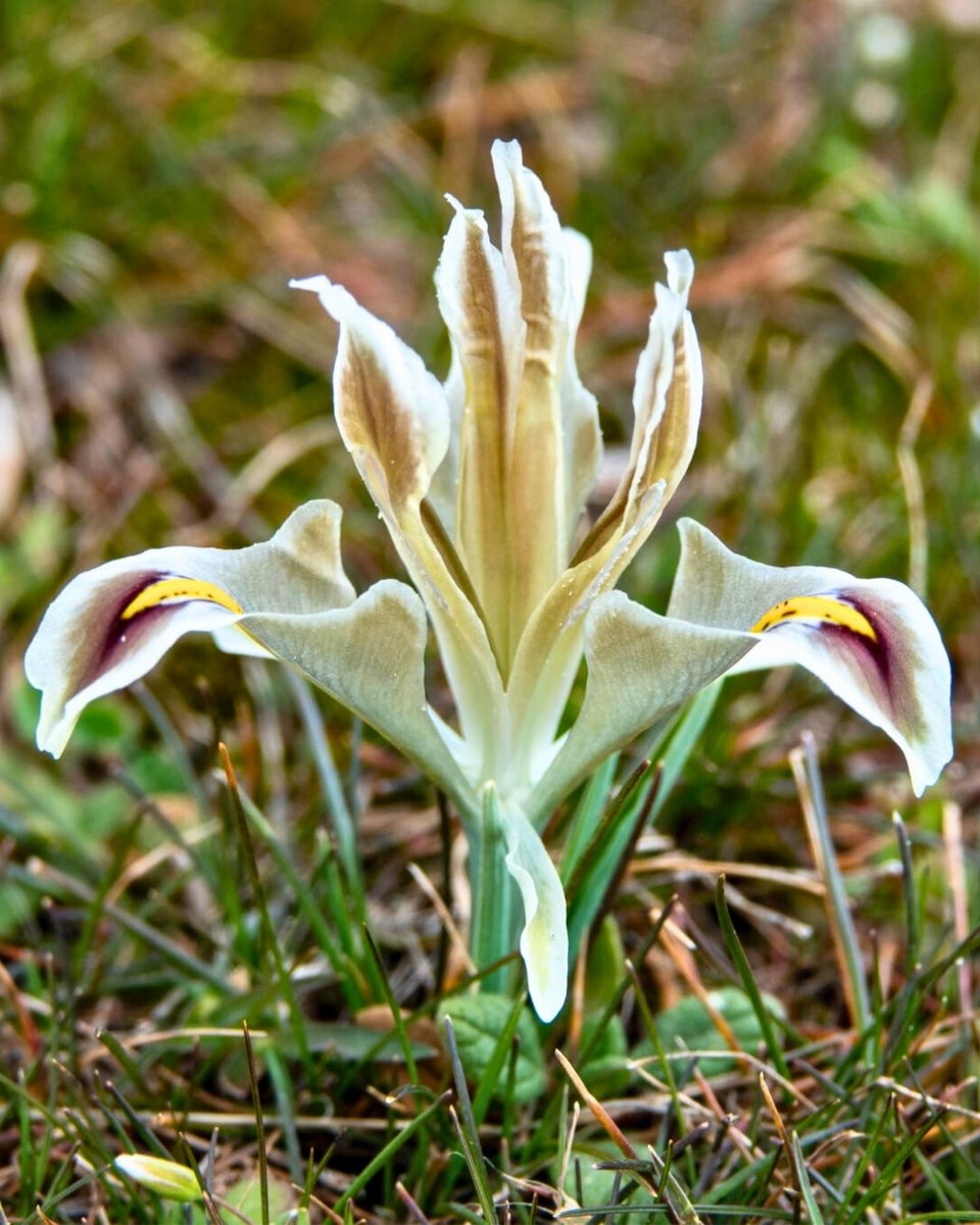 Milli Parklar tweet media