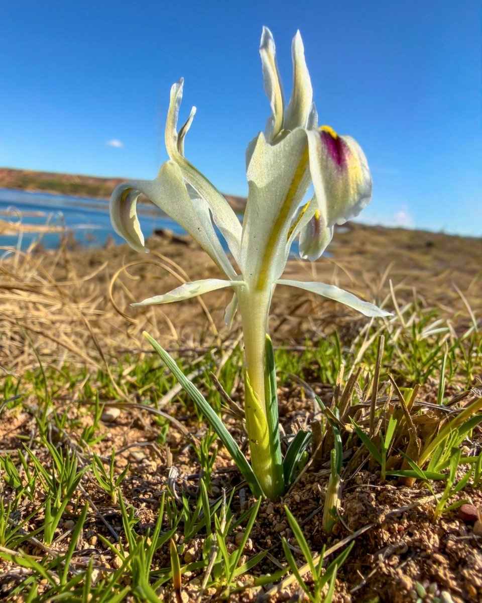 Milli Parklar tweet media