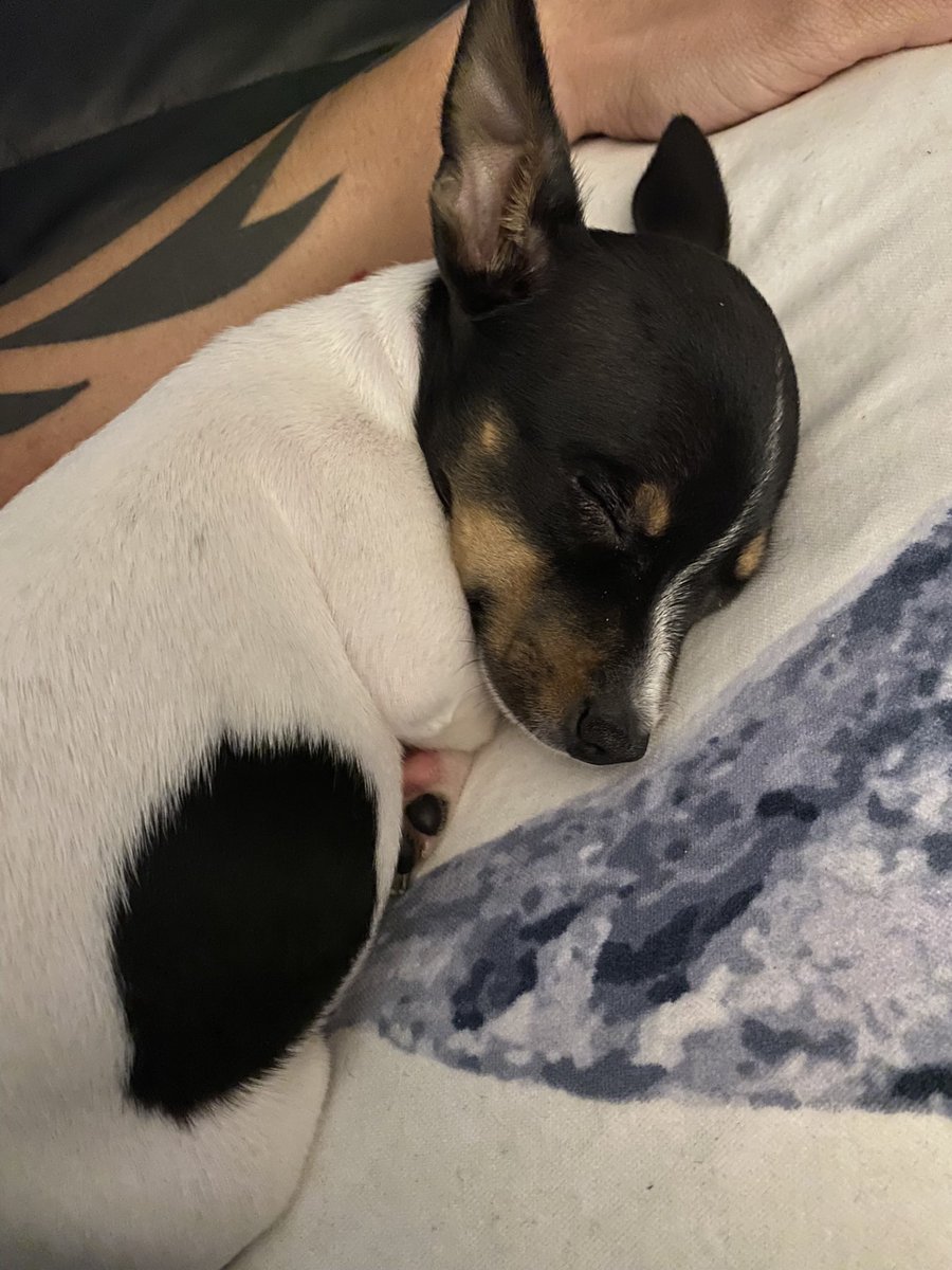 Inkeddo ⚡️ tweet media