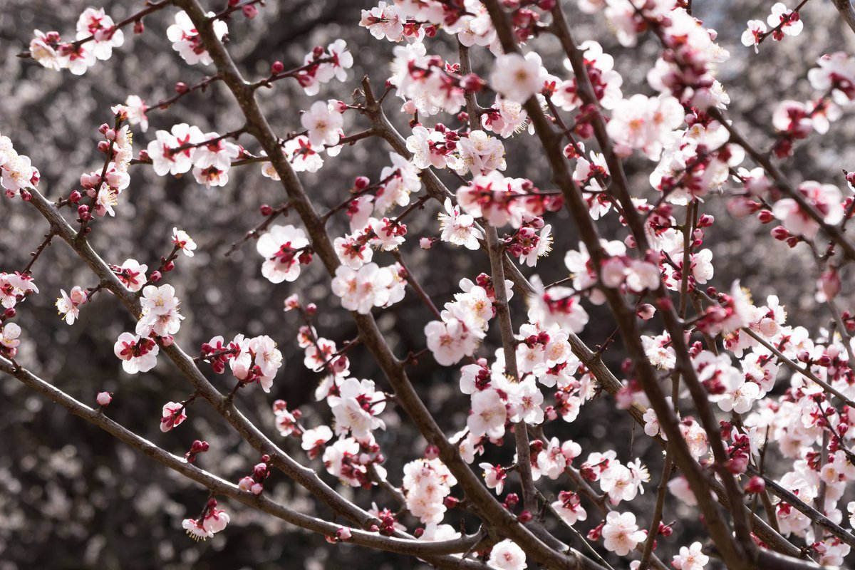 Kazusa1978's tweet photo. 今年も見納めですね。
 #ファインダー越しの私の世界 #写真撮ってる人と繋がりたい #袖ケ浦 #里山 https://t.co/fPELfJdEto