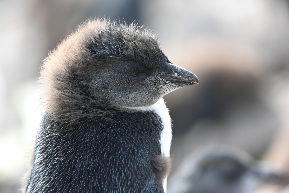 kelper60's tweet photo. The young Rockhopper penguins are losing their fluffy downy coat; adult feathers are begining to appear. #penguins #rockhoppers #molting #juvenile https://t.co/VwQ91KucKn