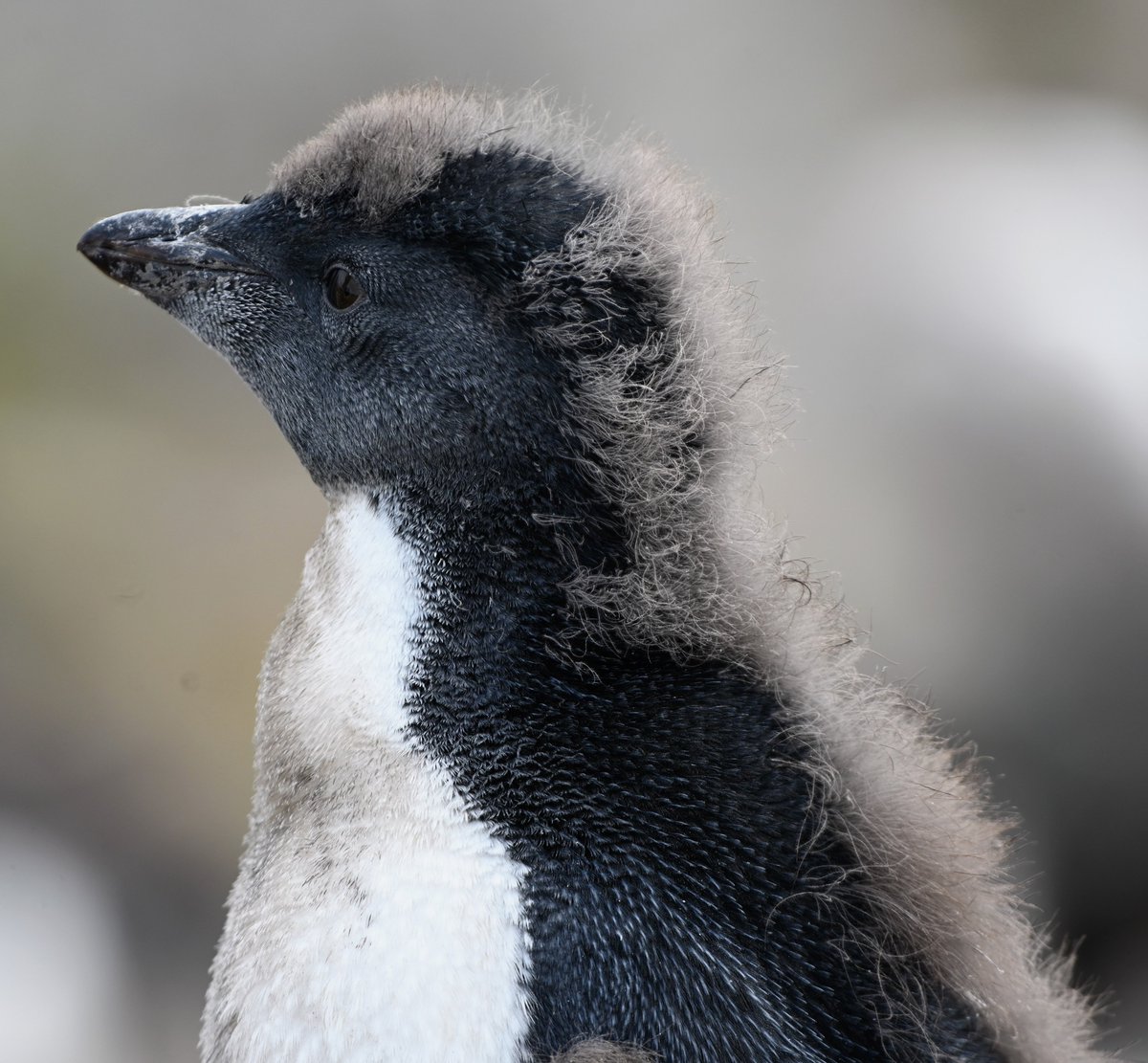 kelper60's tweet photo. The young Rockhopper penguins are losing their fluffy downy coat; adult feathers are begining to appear. #penguins #rockhoppers #molting #juvenile https://t.co/VwQ91KucKn